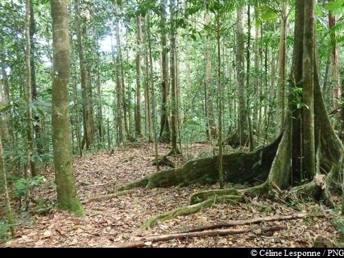 ambiance forestière sur la trace