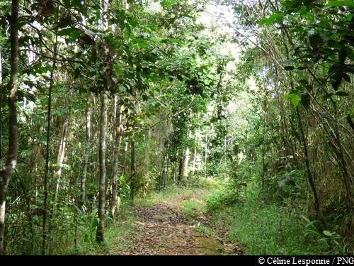 ambiance forestière sur la trace
