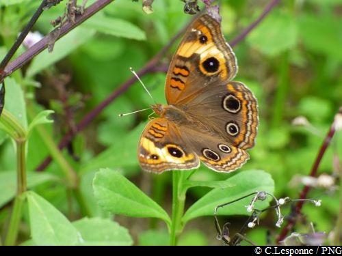 Papillon "Savane"