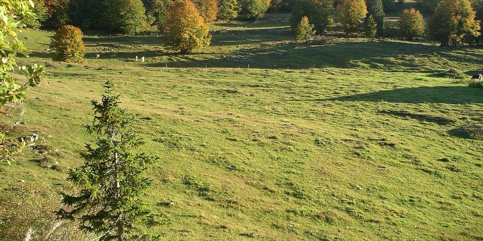 Sentier de la forêt du Massacre