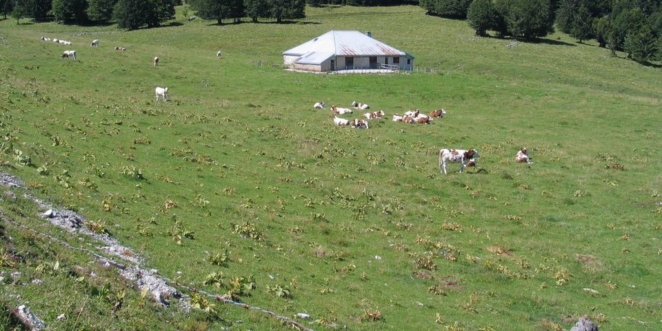 Pièce d'Aval