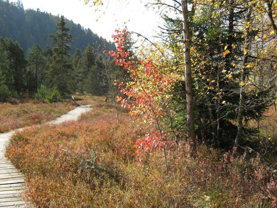 tourbière en automne