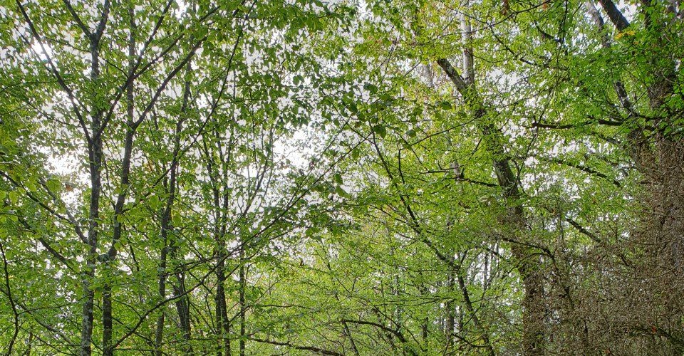 Le Tour du Plateau du Lizon