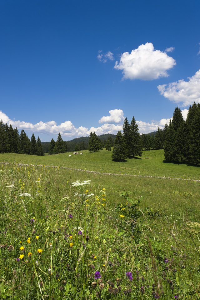 Tresberruy