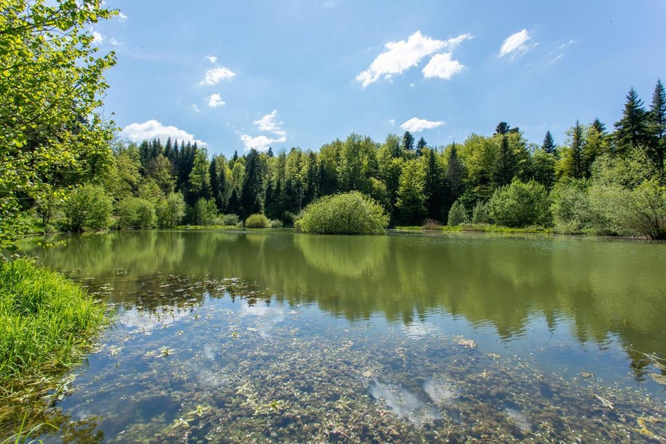 La Forêt de Cornu