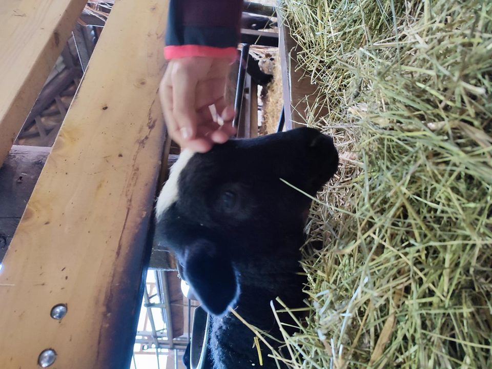 Circuit de la Transhumance