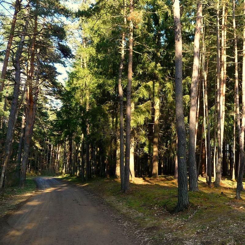 Dans la forêt de Beauzac