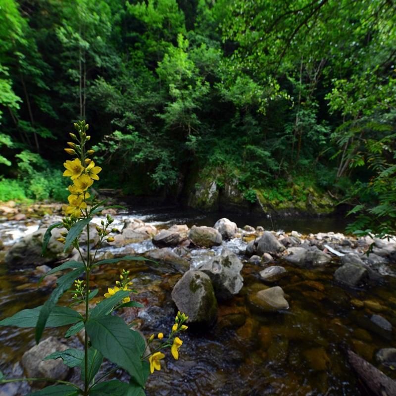 30 - Les Gorges de la Dunières