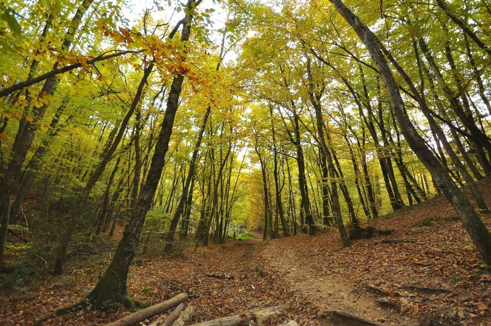 Forêt