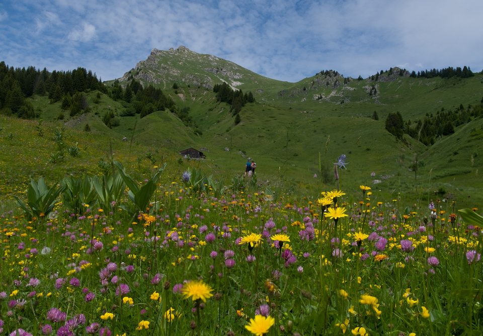 prairie-fleuri-uble