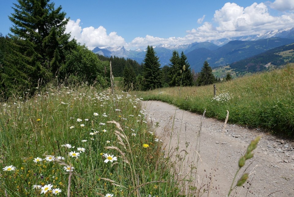 Sentier vue Mont Blanc