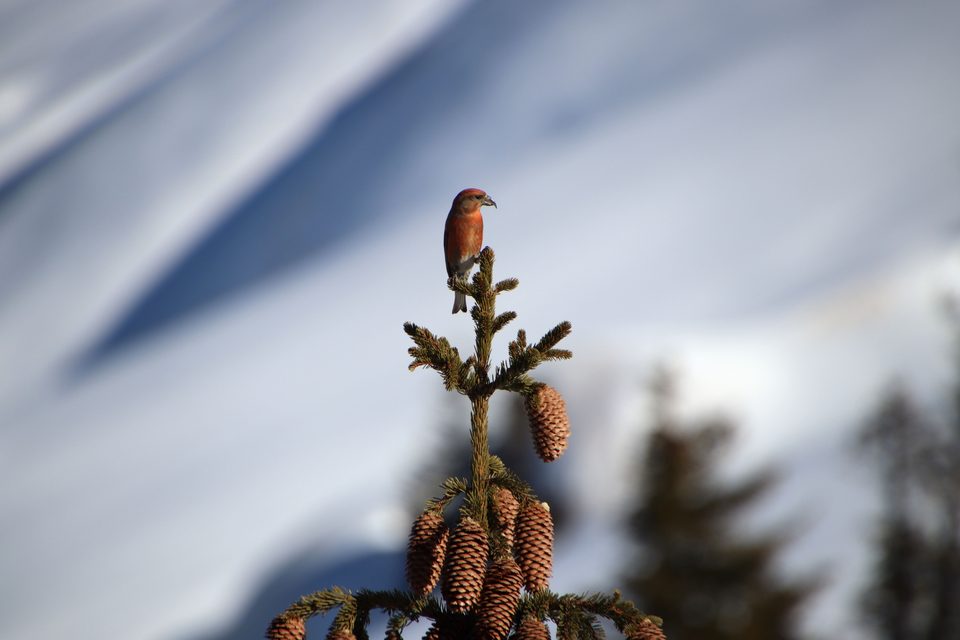 L'Alpage de Prapacot et Combafort : raquettes à Combloux