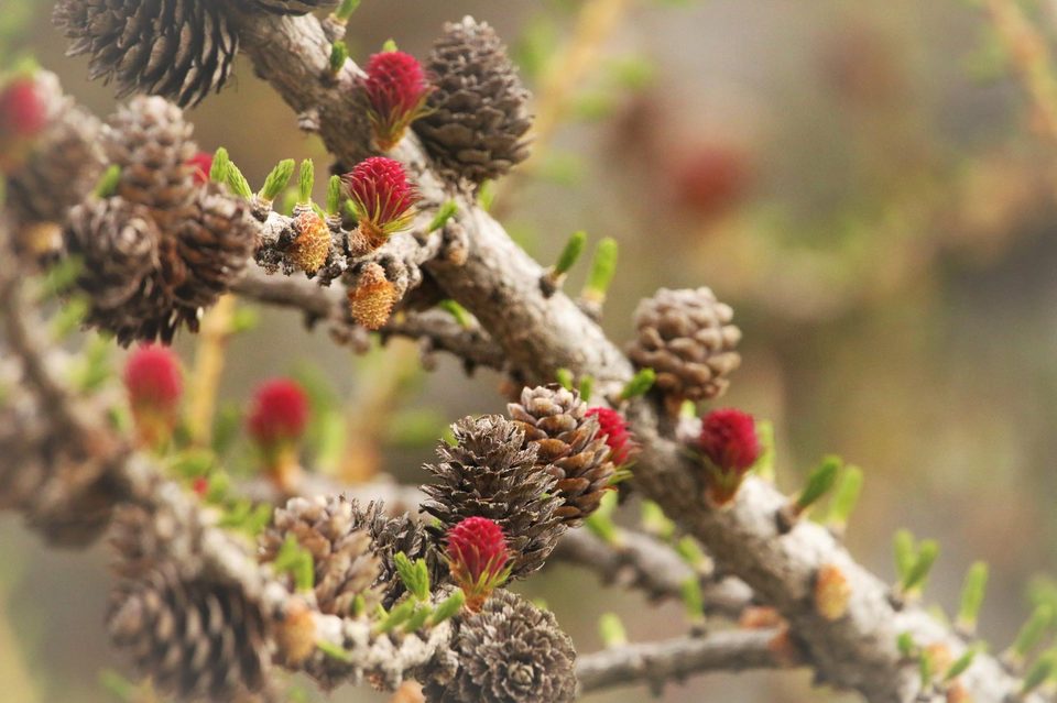 Bourgeons de Mélèze