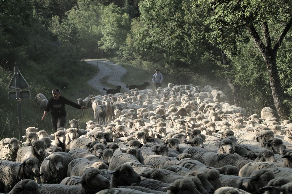 Brebis à Châtillon le désert