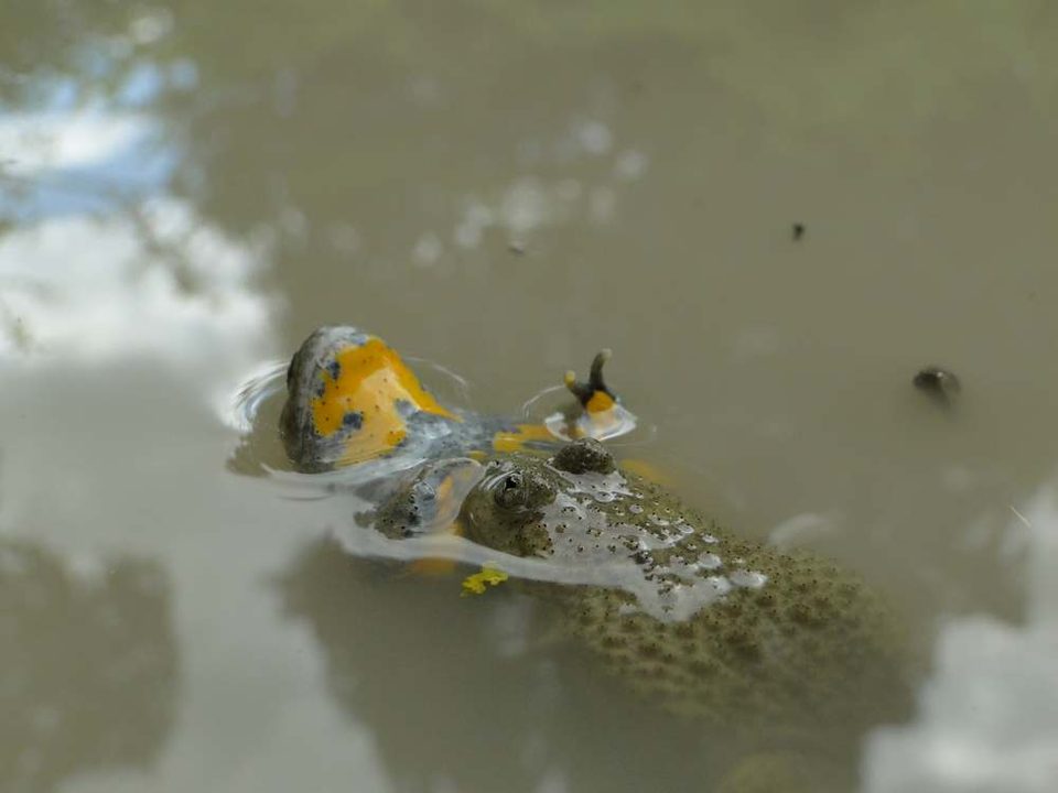 Couple de sonneurs à ventre jaune