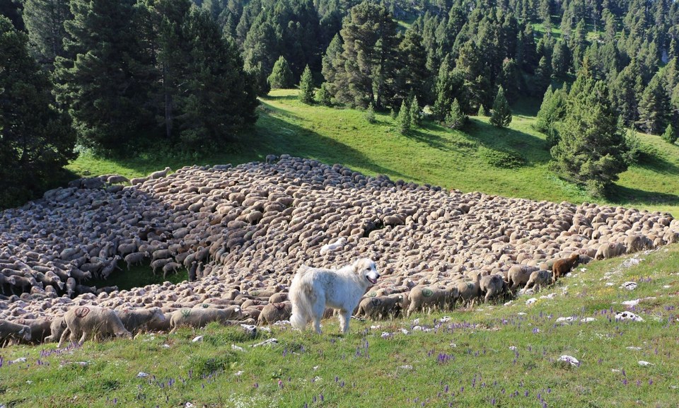Pastoralisme