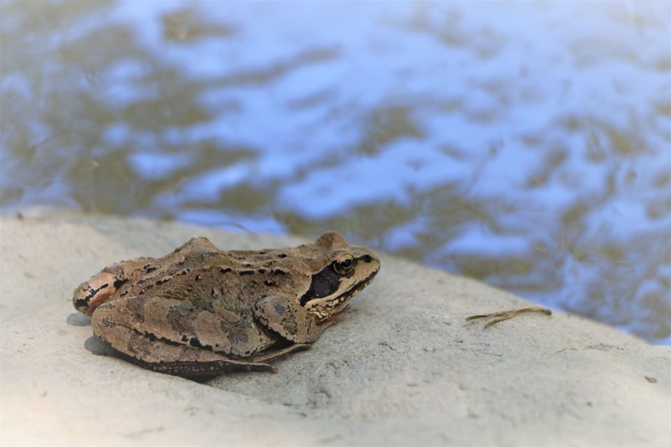 Grenouille rousse