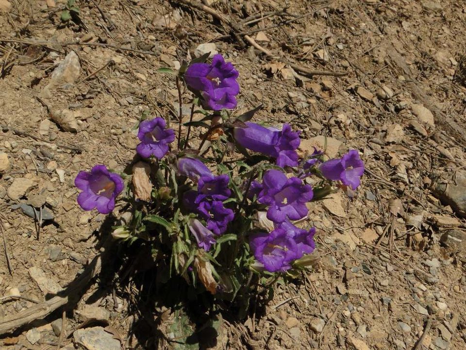 Pulmonaire Officinale