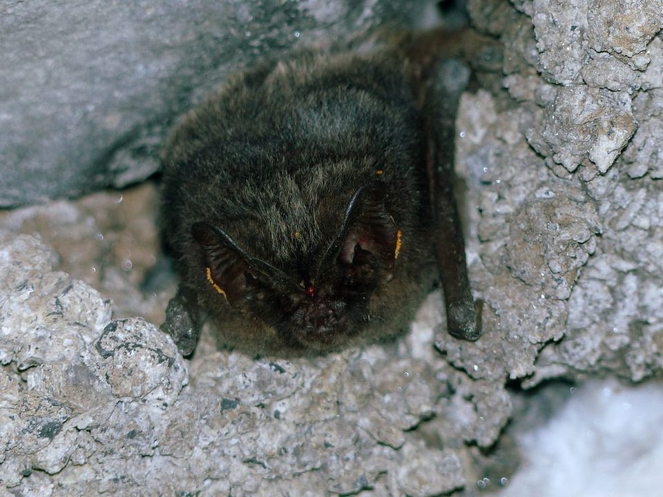 Barbastelle