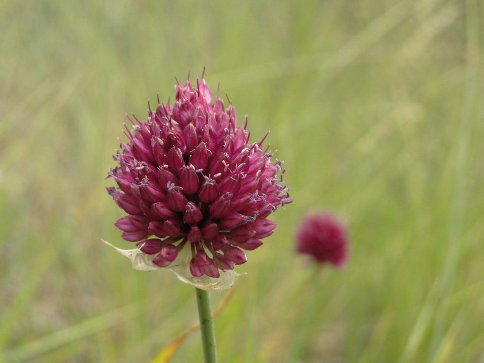 Ail à tête ronde
