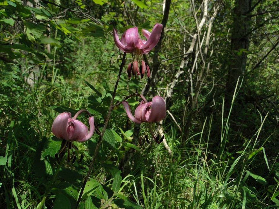 Lis Martagon - Lilium martagon
