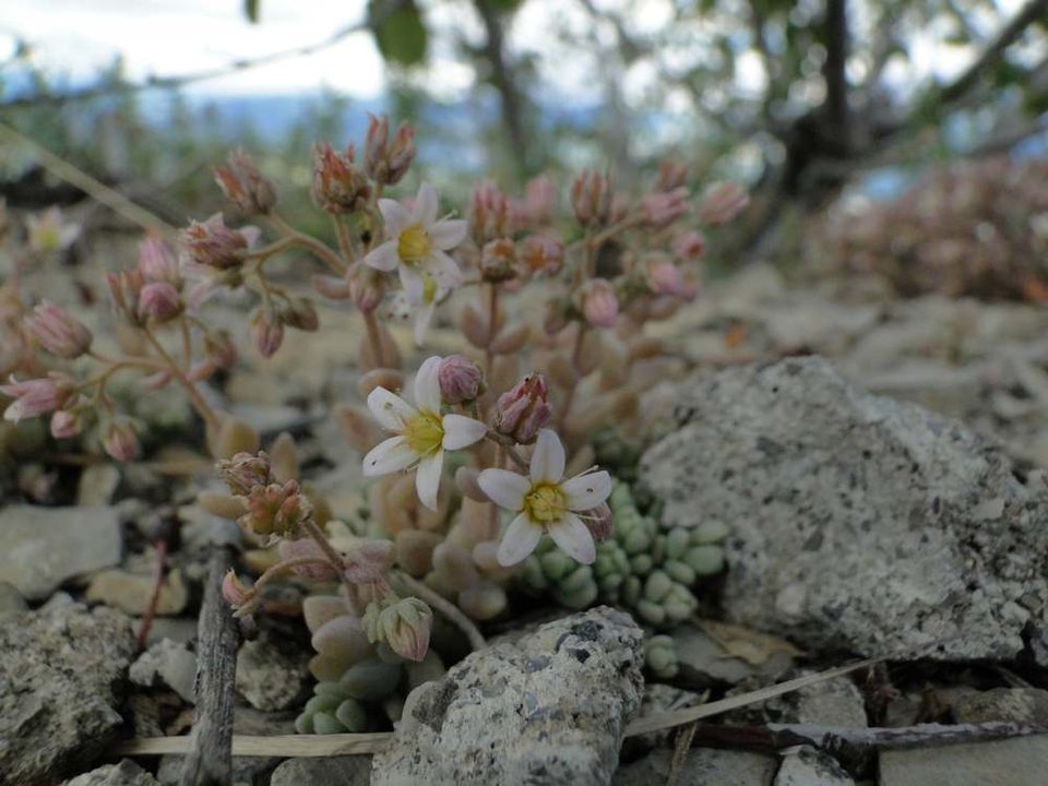 Orpin à feuilles épaisses - Sedum dasyphyllum