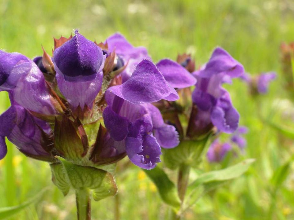 Brunelle à grandes fleurs
