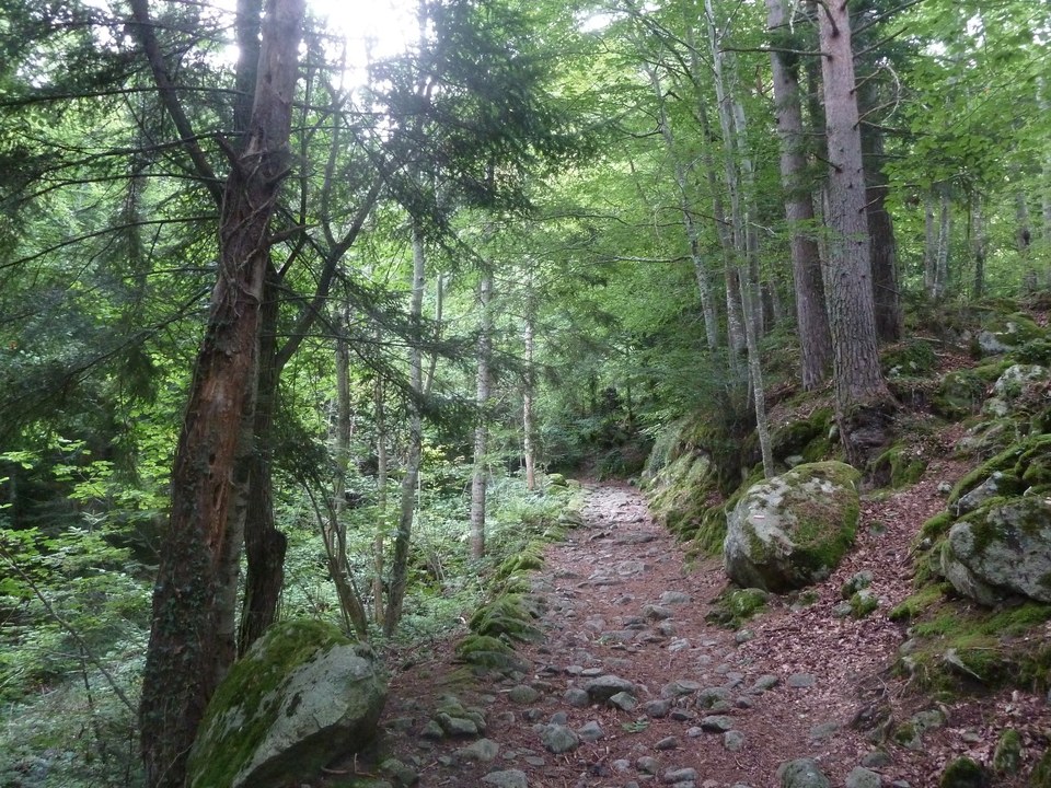 Jolie montée forestière au départ de l'itinéraire