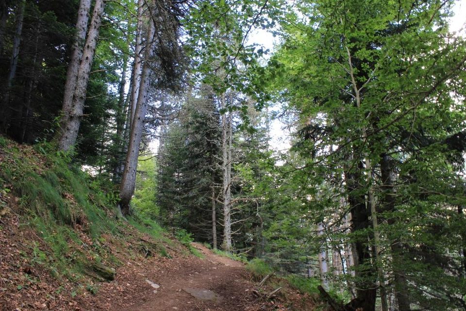 Montée forestière via les "entortes du Pailha"