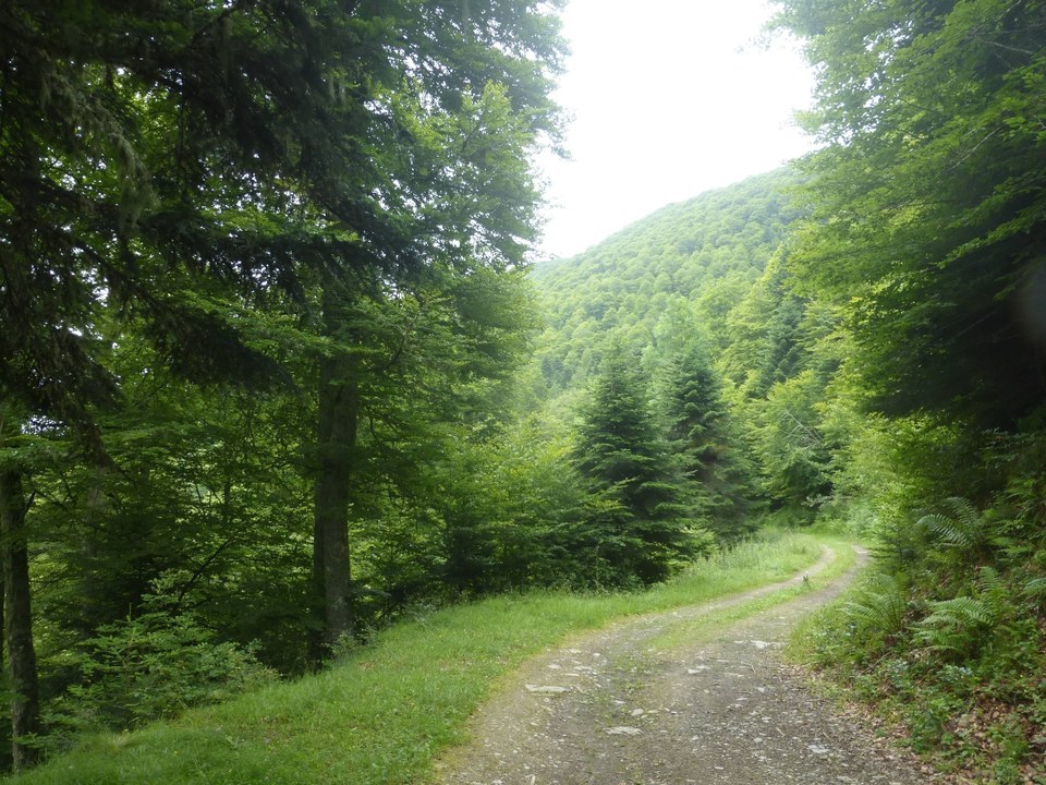 Piste forestière