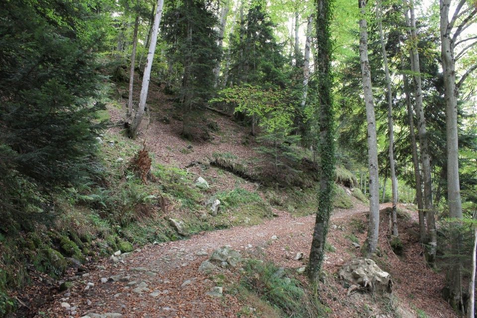 La majestueuse hêtraie-sapinière