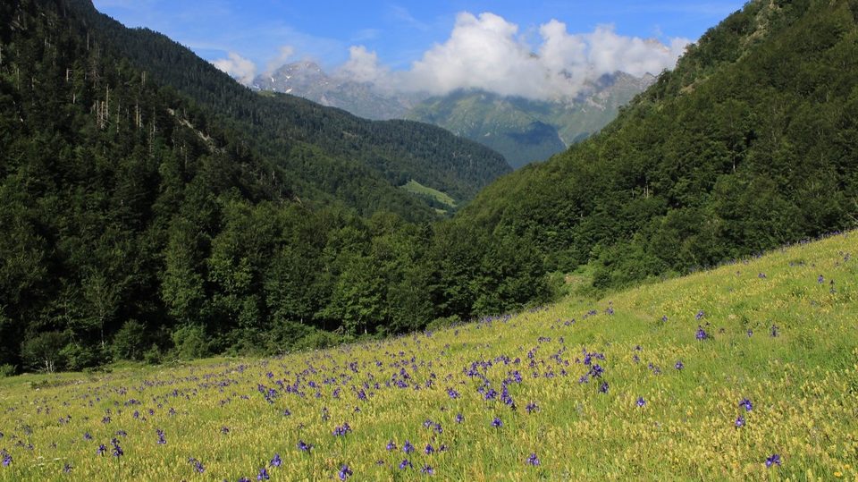 Champ d'iris dans la vallée du Barrada