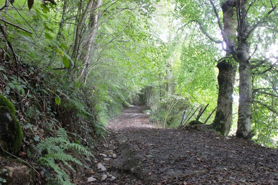 Début d'ascension en forêt