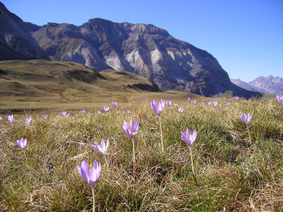 Crocus