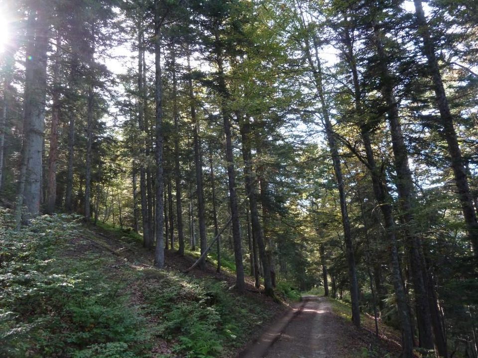 Piste en forêt de l'Ayré