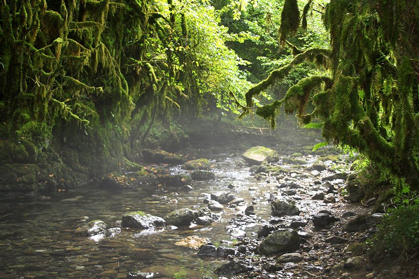 Gourgue d'Asque, sentier d'interprétation