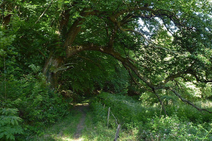 Sentier au Coeur des Baronnies