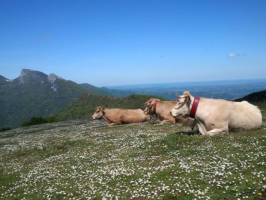 Vallée de l'Artiguette