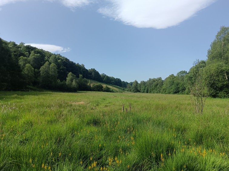 Tourbière de Clarens, Sentier d'interprétation