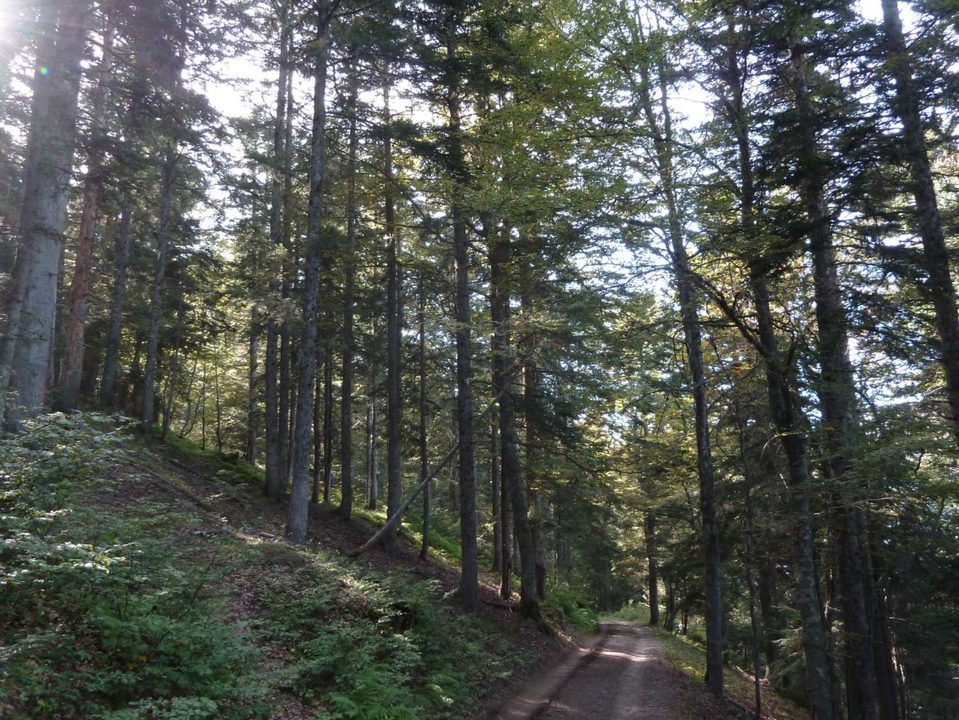 Forêt de l'Ayré
