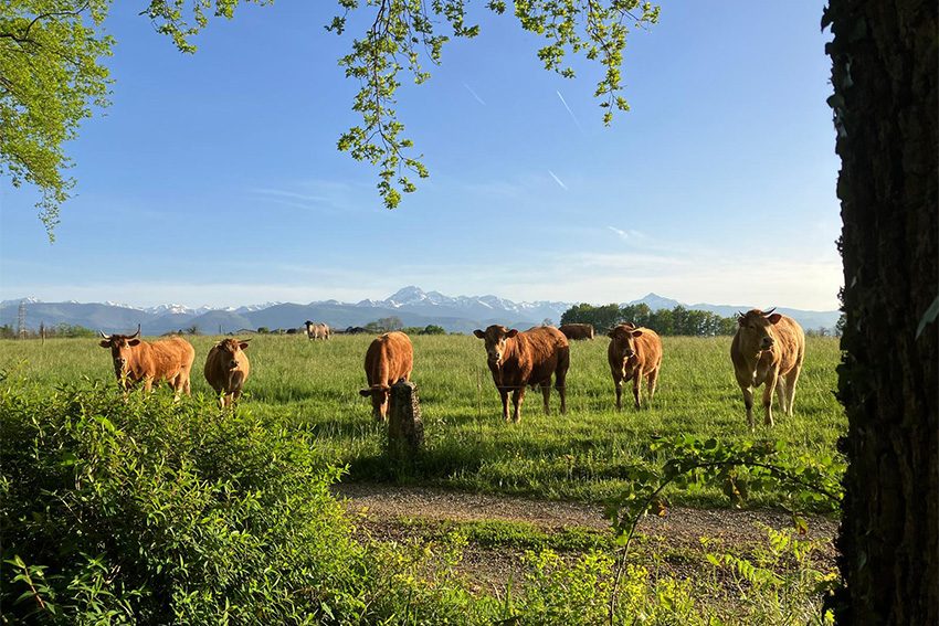 Les mottes féodales de Péré