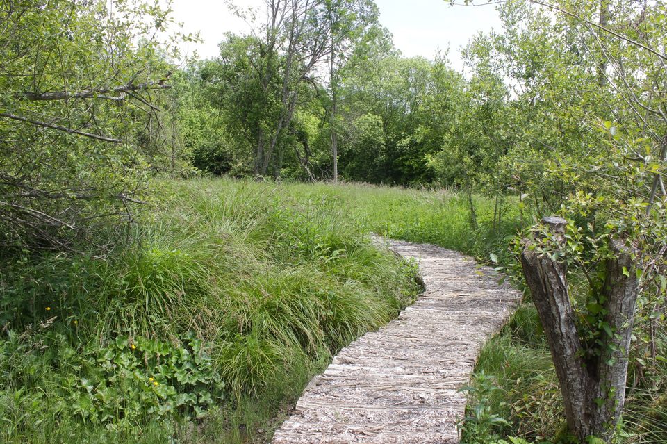 Prairie humide