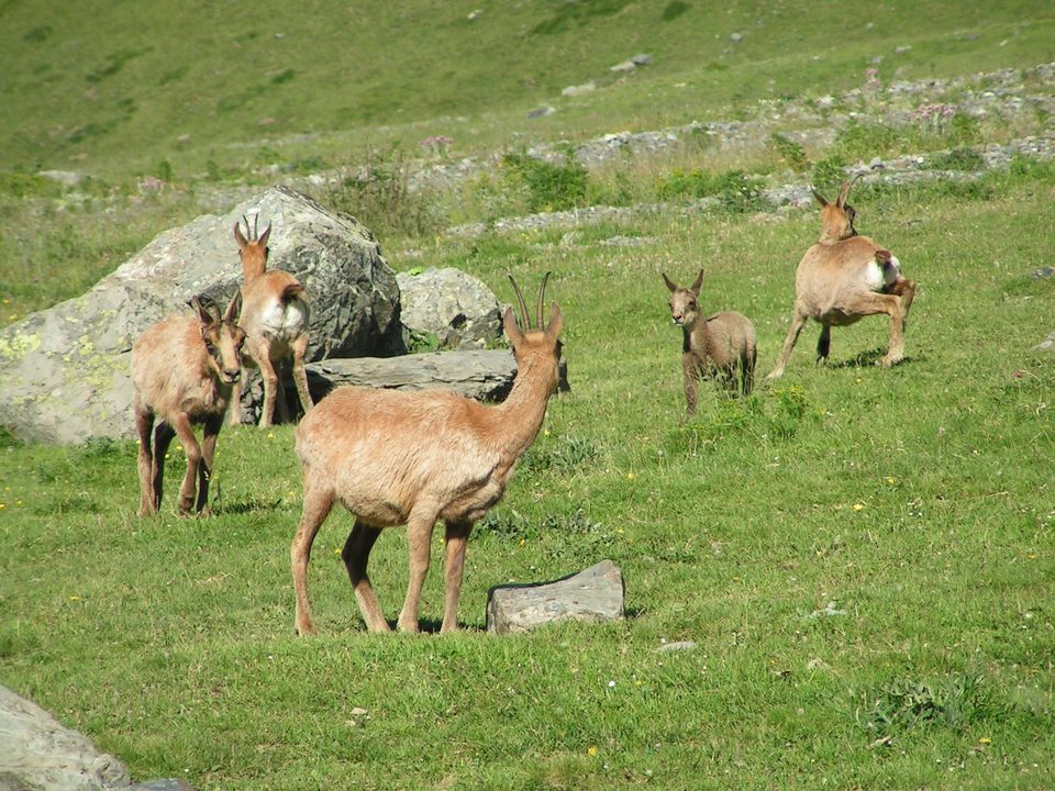 RANDO VIA TELESIEGE - Sentier des Marmottes