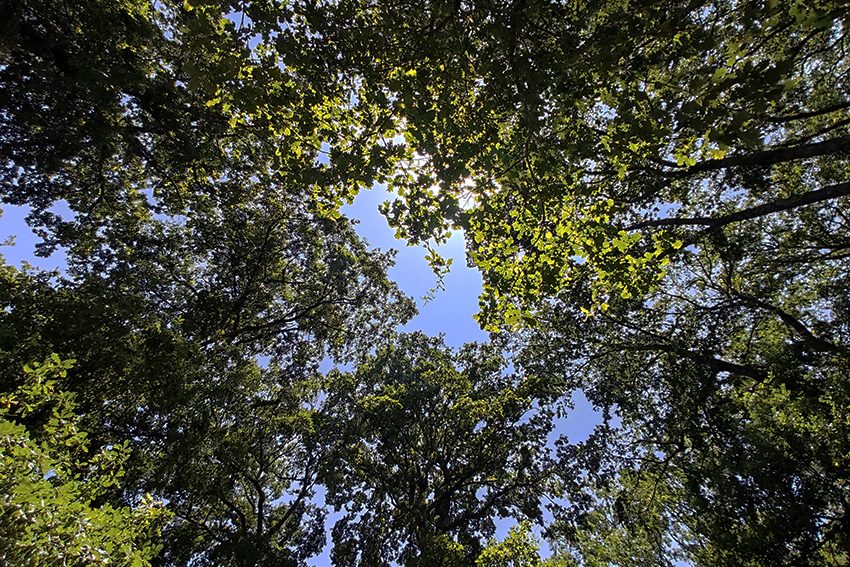 Forêt de la plantade