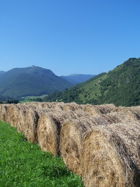 Paysage de campagne à Bize