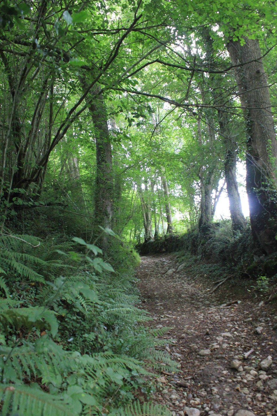 Sentier sous bois