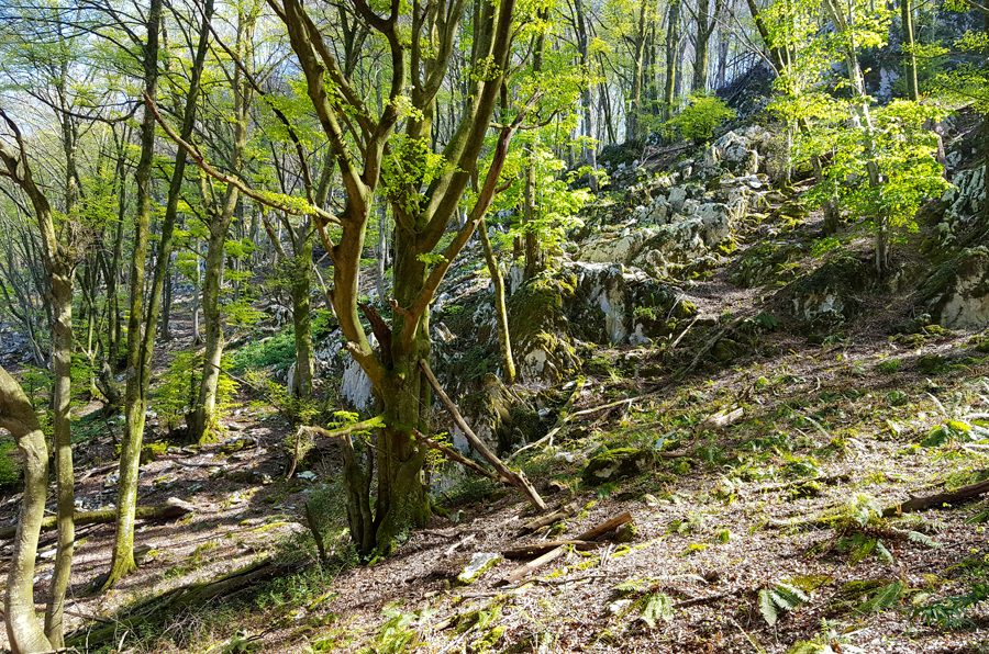 Le sous bois