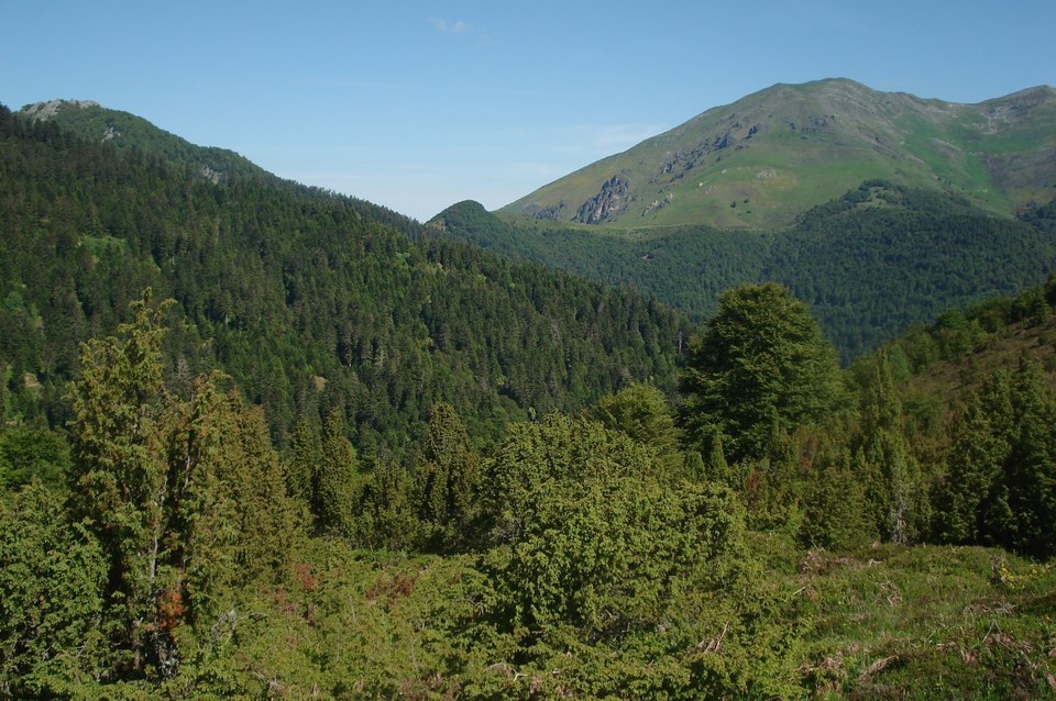 Les forêts de Couraduque