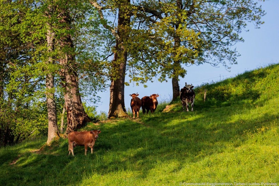 Paysage rural de la Bigorre