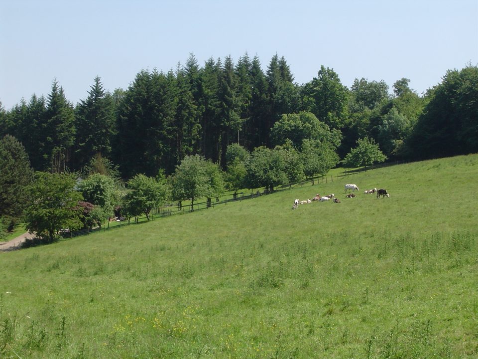 Dans bois et plaines en VTT